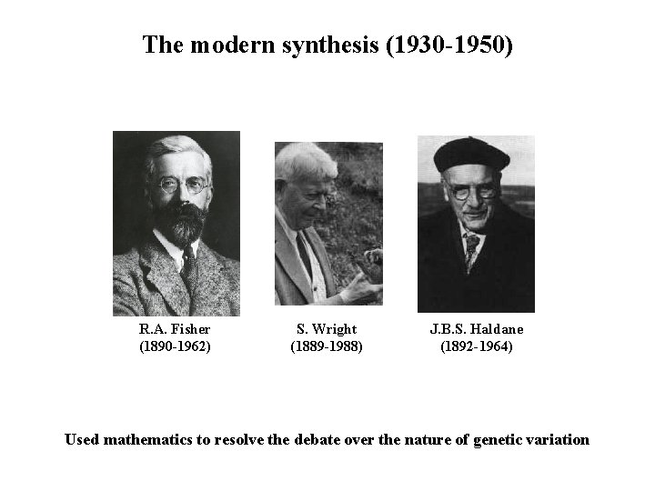 The modern synthesis (1930 -1950) R. A. Fisher (1890 -1962) S. Wright (1889 -1988) The modern synthesis (1930 -1950) R. A. Fisher (1890 -1962) S. Wright (1889 -1988)