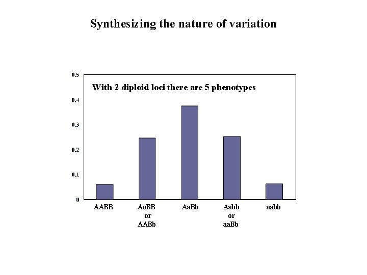 Synthesizing the nature of variation With 2 diploid loci there are 5 phenotypes AABB Synthesizing the nature of variation With 2 diploid loci there are 5 phenotypes AABB
