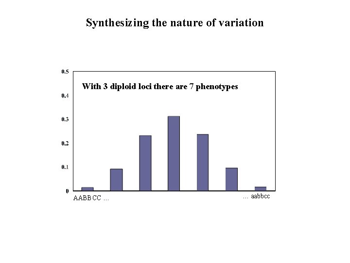 Synthesizing the nature of variation With 3 diploid loci there are 7 phenotypes AABBCC Synthesizing the nature of variation With 3 diploid loci there are 7 phenotypes AABBCC