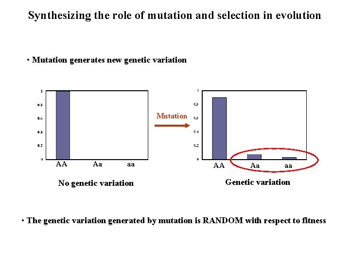 Synthesizing the role of mutation and selection in evolution • Mutation generates new genetic Synthesizing the role of mutation and selection in evolution • Mutation generates new genetic