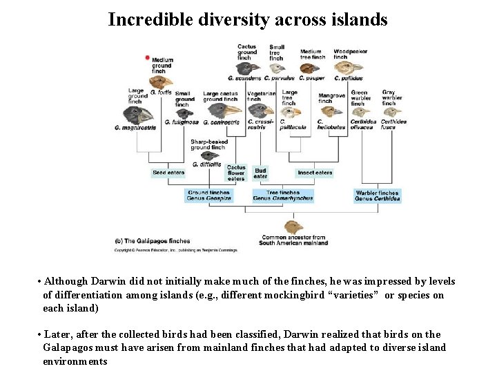 Incredible diversity across islands • Although Darwin did not initially make much of the Incredible diversity across islands • Although Darwin did not initially make much of the