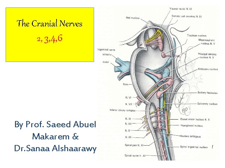 The Cranial Nerves 2, 3, 4, 6 By Prof. Saeed Abuel Makarem & Dr.