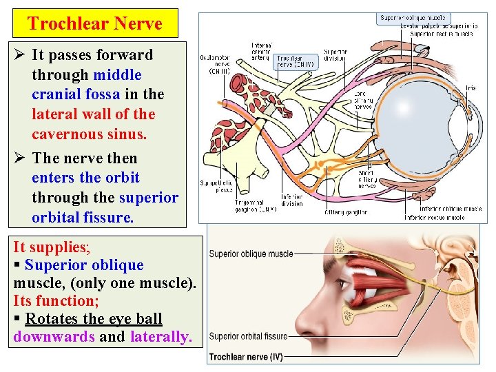 Trochlear Nerve Ø It passes forward through middle cranial fossa in the lateral wall