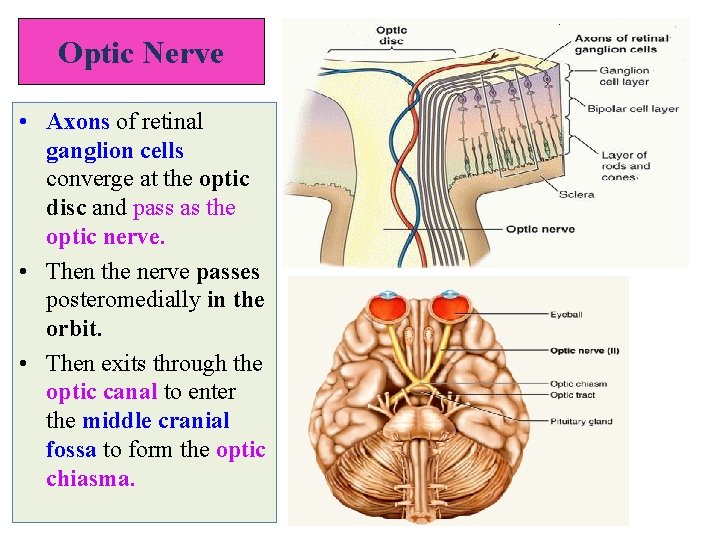 Optic Nerve • Axons of retinal ganglion cells converge at the optic disc and
