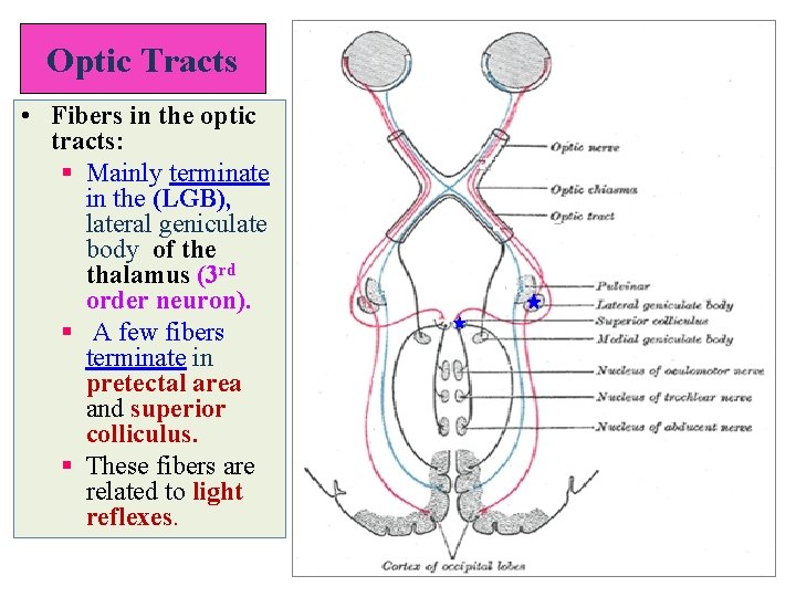 Optic Tracts • Fibers in the optic tracts: § Mainly terminate in the (LGB),