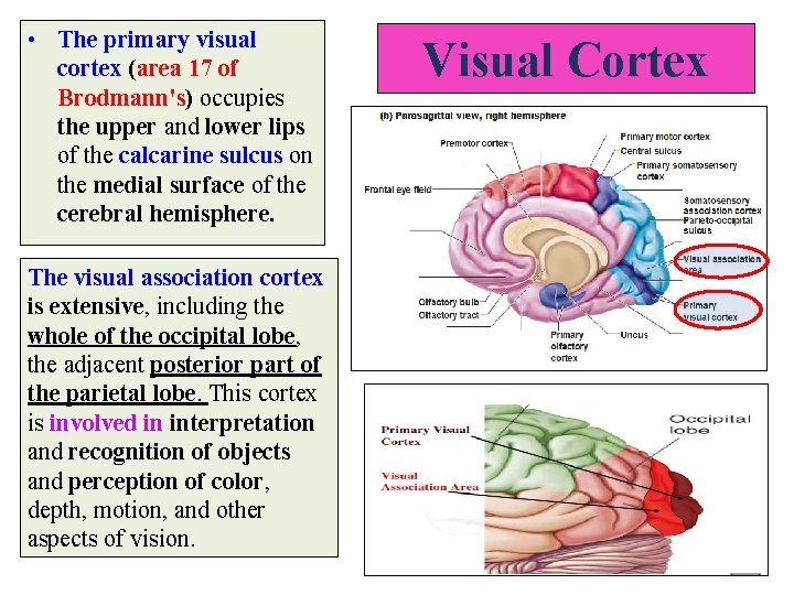  • The primary visual cortex (area 17 of Brodmann's) occupies the upper and