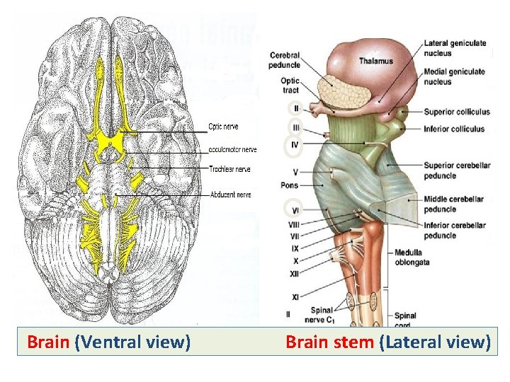 Brain (Ventral view) Brain stem (Lateral view) 
