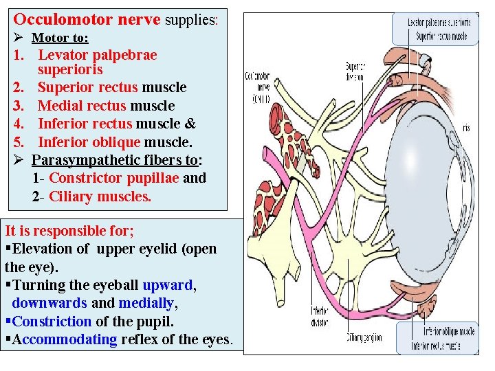 Occulomotor nerve supplies: Ø Motor to: 1. Levator palpebrae superioris 2. Superior rectus muscle