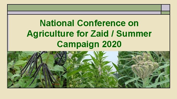 National Conference on Agriculture for Zaid / Summer Campaign 2020 