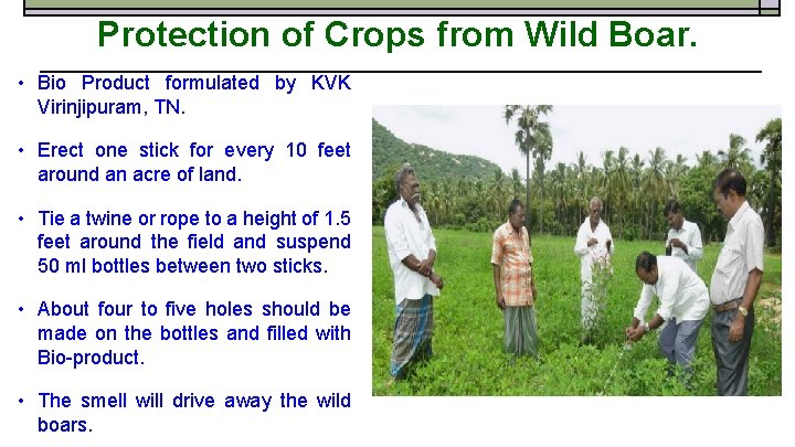 Protection of Crops from Wild Boar. • Bio Product formulated by KVK Virinjipuram, TN.
