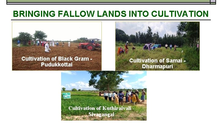 BRINGING FALLOW LANDS INTO CULTIVATION Cultivation of Black Gram Pudukkottai Cultivation of Samai Dharmapuri