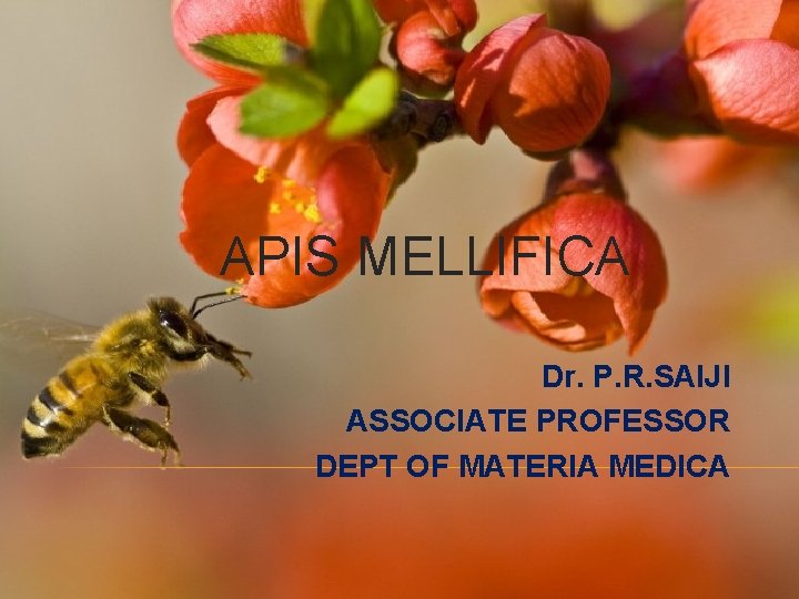 APIS MELLIFICA Dr. P. R. SAIJI ASSOCIATE PROFESSOR DEPT OF MATERIA MEDICA 