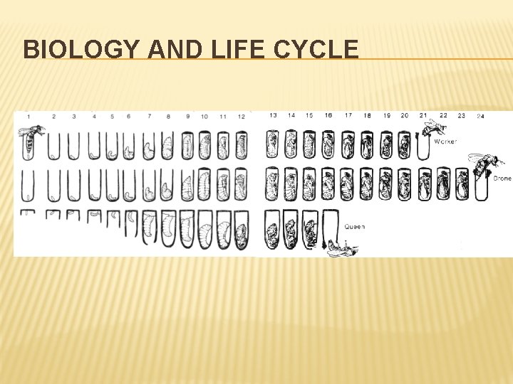 BIOLOGY AND LIFE CYCLE 