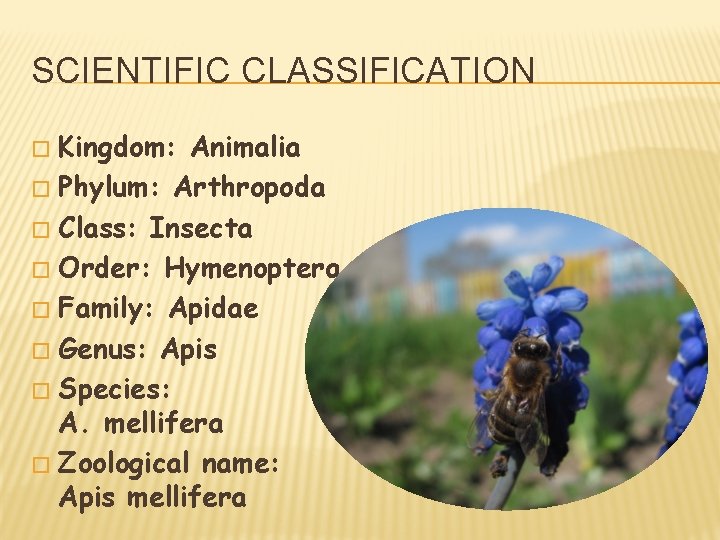 SCIENTIFIC CLASSIFICATION Kingdom: Animalia � Phylum: Arthropoda � Class: Insecta � Order: Hymenoptera �