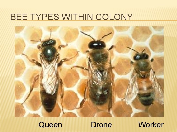  BEE TYPES WITHIN COLONY Queen Drone Worker 