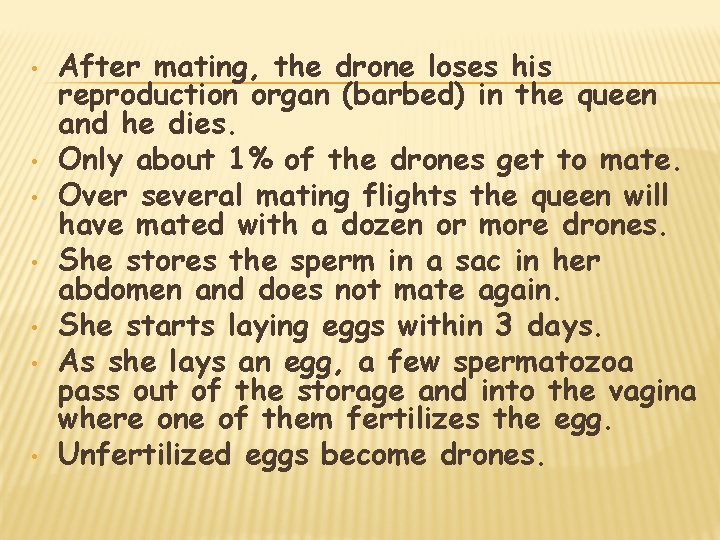  • • After mating, the drone loses his reproduction organ (barbed) in the