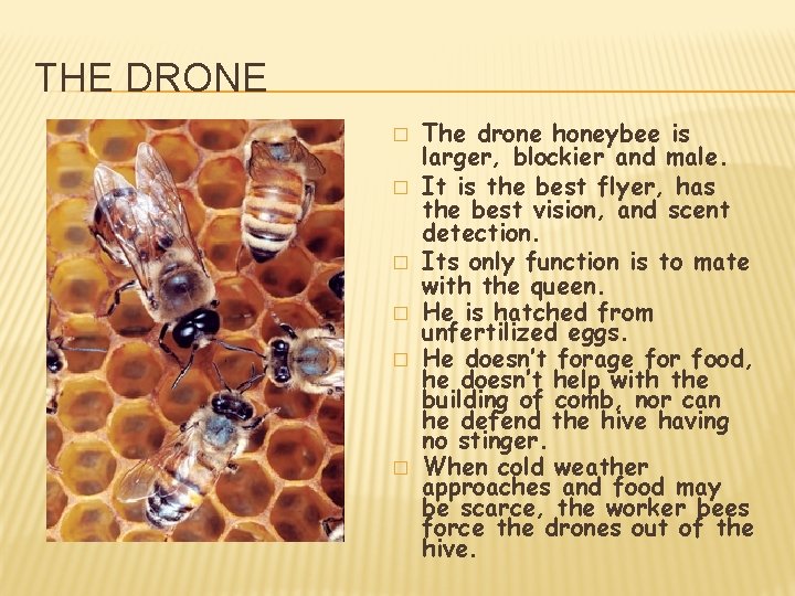 THE DRONE � � � The drone honeybee is larger, blockier and male. It