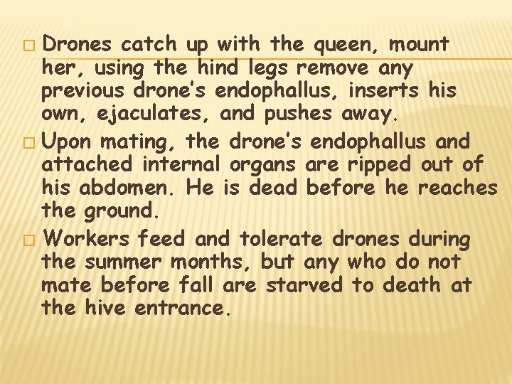 � Drones catch up with the queen, mount her, using the hind legs remove
