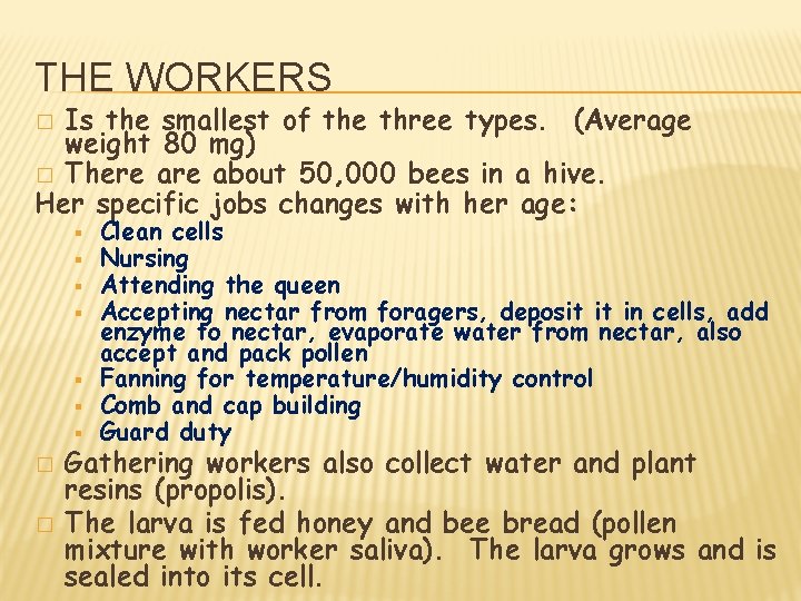THE WORKERS Is the smallest of the three types. (Average weight 80 mg) �
