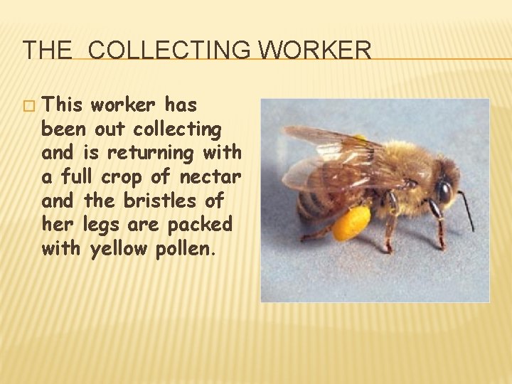 THE COLLECTING WORKER � This worker has been out collecting and is returning with