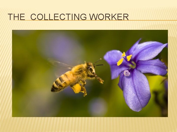 THE COLLECTING WORKER 