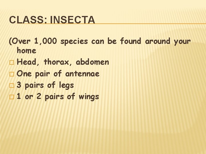 CLASS: INSECTA (Over 1, 000 species can be found around your home � Head,
