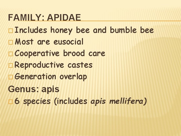 FAMILY: APIDAE � Includes honey bee and bumble bee � Most are eusocial �