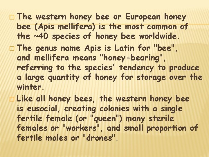 The western honey bee or European honey bee (Apis mellifera) is the most common