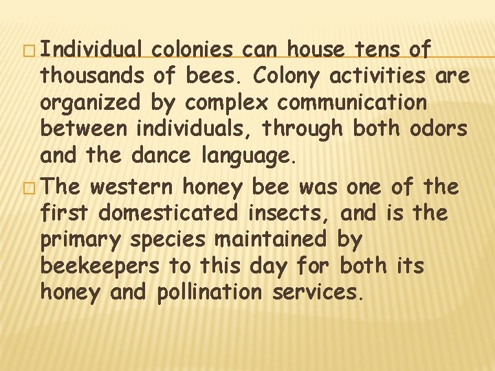 � Individual colonies can house tens of thousands of bees. Colony activities are organized