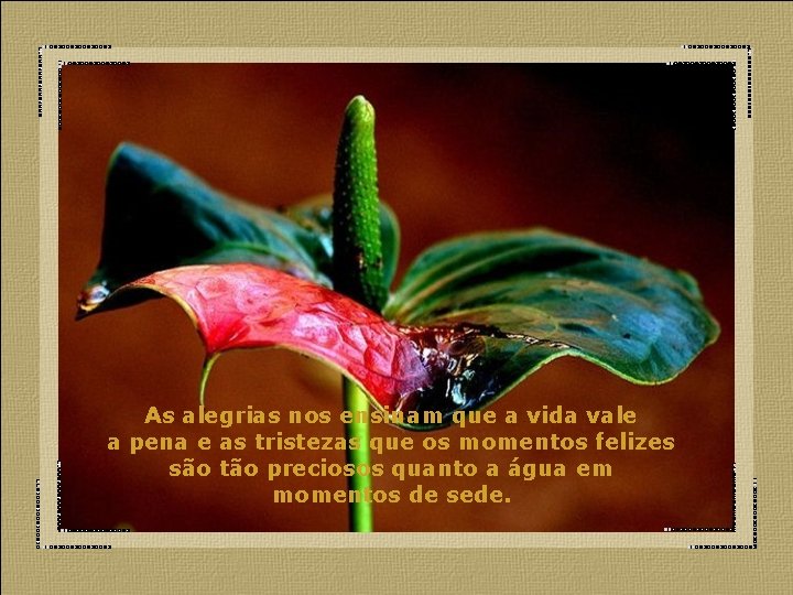 As alegrias nos ensinam que a vida vale a pena e as tristezas que