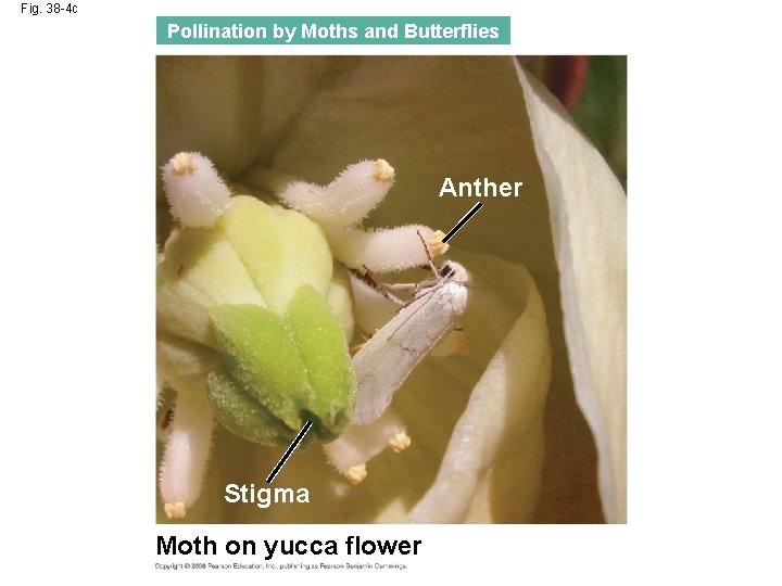 Fig. 38 -4 c Pollination by Moths and Butterflies Anther Stigma Moth on yucca