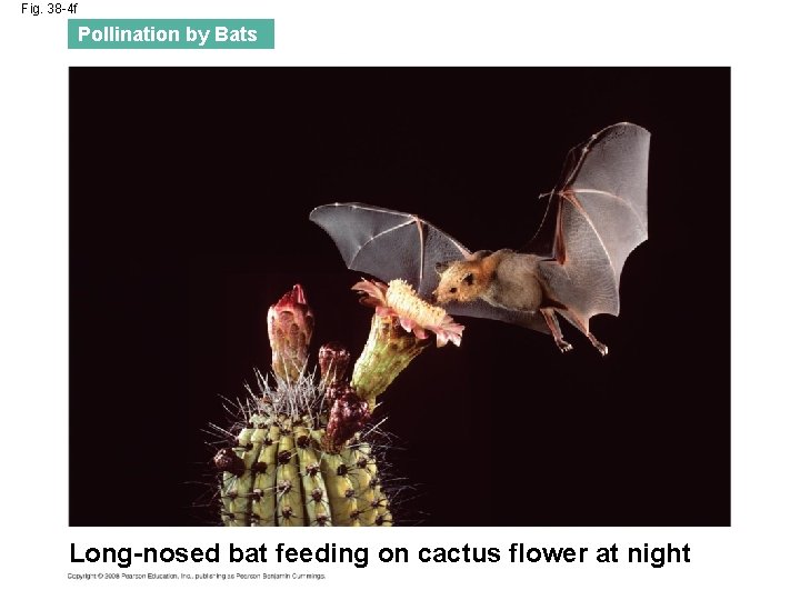 Fig. 38 -4 f Pollination by Bats Long-nosed bat feeding on cactus flower at