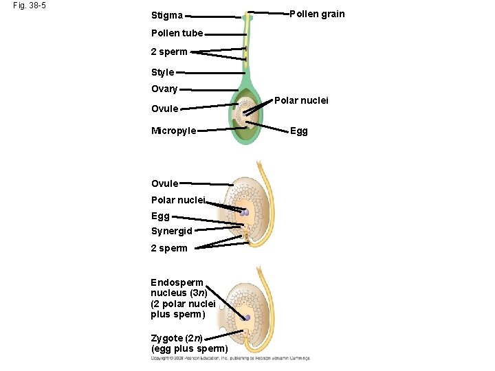 Fig. 38 -5 Stigma Pollen grain Pollen tube 2 sperm Style Ovary Ovule Micropyle