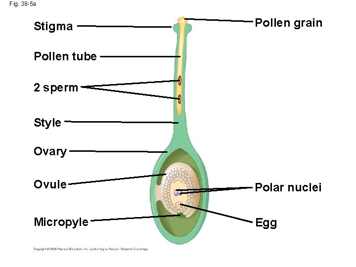 Fig. 38 -5 a Stigma Pollen grain Pollen tube 2 sperm Style Ovary Ovule