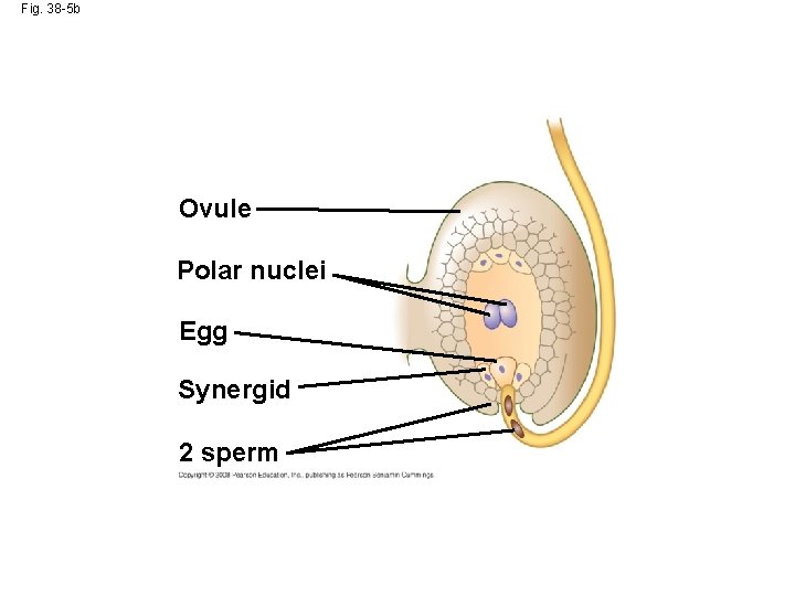 Fig. 38 -5 b Ovule Polar nuclei Egg Synergid 2 sperm 