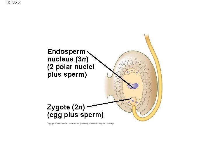 Fig. 38 -5 c Endosperm nucleus (3 n) (2 polar nuclei plus sperm) Zygote