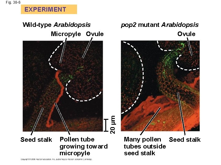 Fig. 38 -6 EXPERIMENT pop 2 mutant Arabidopsis Ovule 20 µm Wild-type Arabidopsis Micropyle