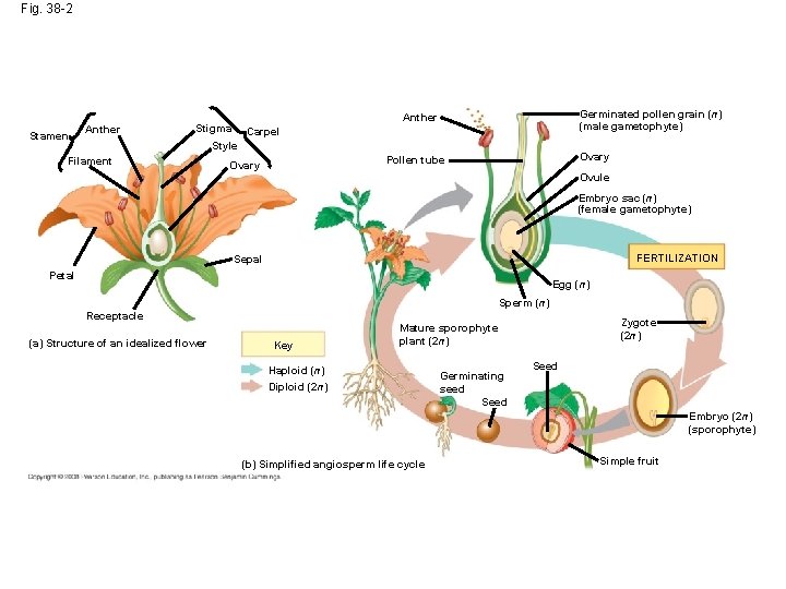 Fig. 38 -2 Stamen Anther Germinated pollen grain (n) (male gametophyte) Anther Stigma Carpel