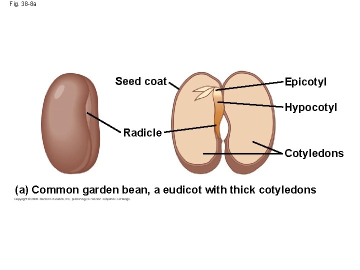 Fig. 38 -8 a Seed coat Epicotyl Hypocotyl Radicle Cotyledons (a) Common garden bean,