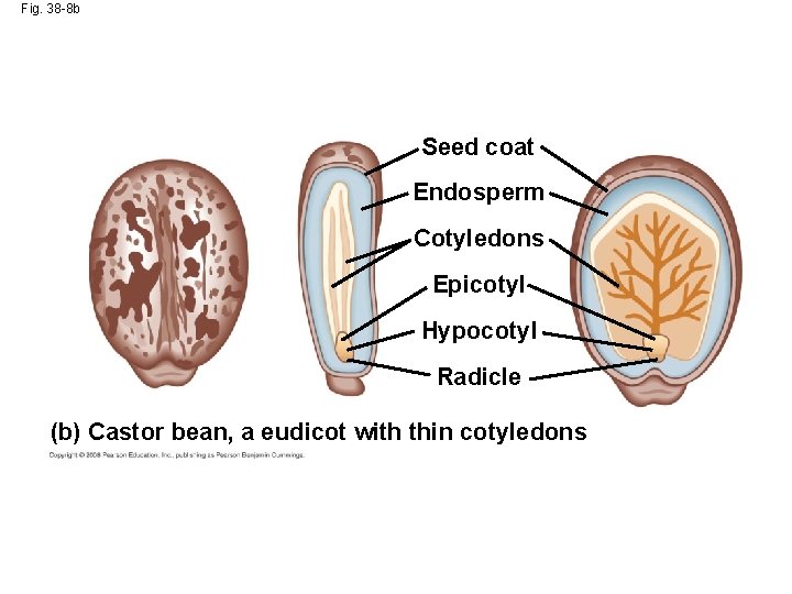 Fig. 38 -8 b Seed coat Endosperm Cotyledons Epicotyl Hypocotyl Radicle (b) Castor bean,
