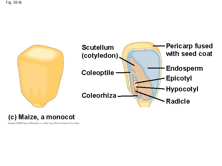 Fig. 38 -8 c Scutellum (cotyledon) Pericarp fused with seed coat Coleoptile Endosperm Epicotyl