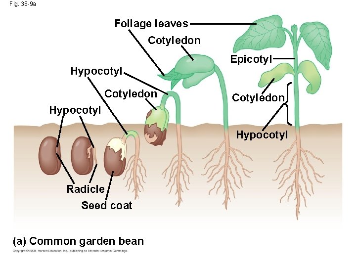 Fig. 38 -9 a Foliage leaves Cotyledon Epicotyl Hypocotyl Cotyledon Hypocotyl Radicle Seed coat