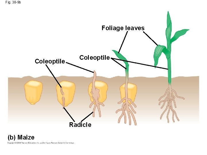 Fig. 38 -9 b Foliage leaves Coleoptile Radicle (b) Maize 