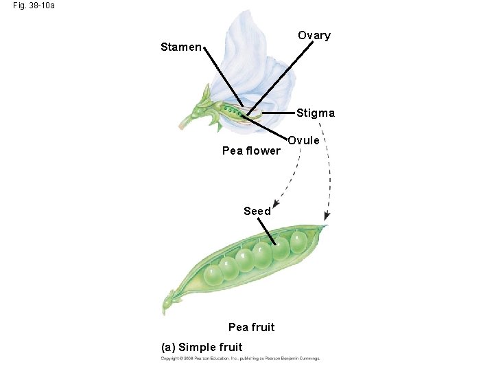 Fig. 38 -10 a Ovary Stamen Stigma Pea flower Seed Pea fruit (a) Simple