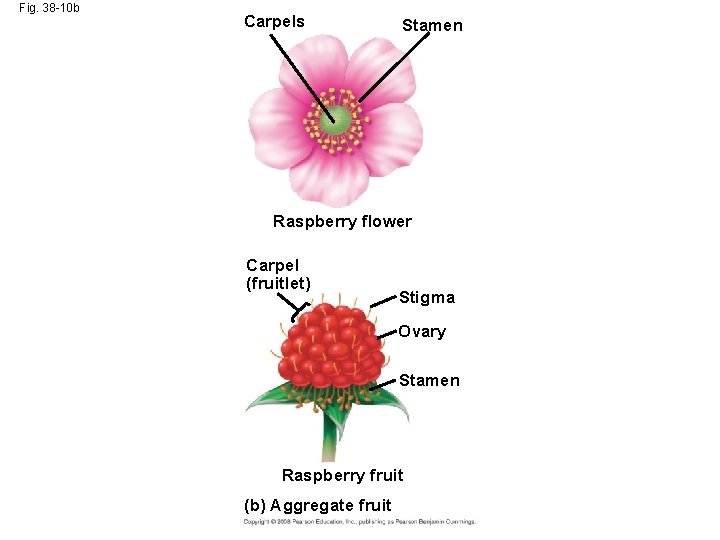 Fig. 38 -10 b Carpels Stamen Raspberry flower Carpel (fruitlet) Stigma Ovary Stamen Raspberry