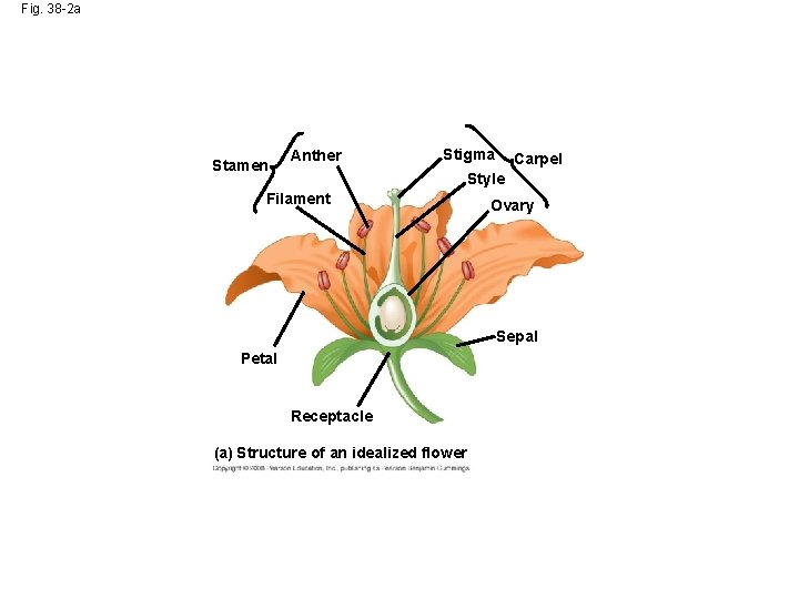 Fig. 38 -2 a Stamen Anther Stigma Carpel Style Filament Ovary Sepal Petal Receptacle