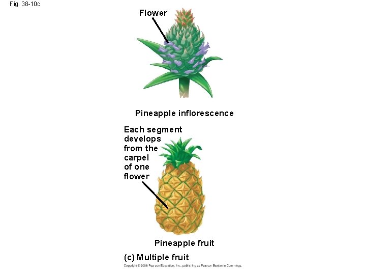 Fig. 38 -10 c Flower Pineapple inflorescence Each segment develops from the carpel of