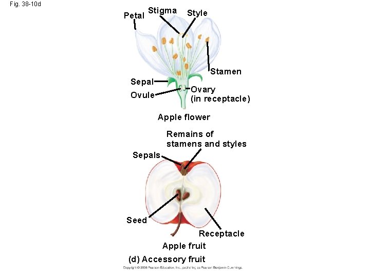 Fig. 38 -10 d Petal Stigma Style Stamen Sepal Ovary (in receptacle) Ovule Apple