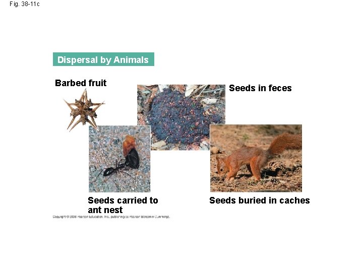 Fig. 38 -11 c Dispersal by Animals Barbed fruit Seeds carried to ant nest