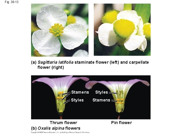 Fig. 38 -13 (a) Sagittaria latifolia staminate flower (left) and carpellate flower (right) Stamens